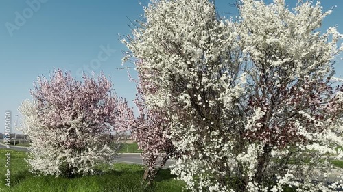 White and pink flowering trees bloom along a roadside under clear blue sky. Bright spring landscape creates a fresh seasonal nature and travel concept