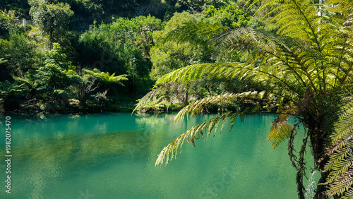 Tree Fern and Pretty Lake