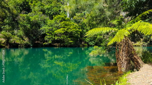 Reflections of Trees in Water