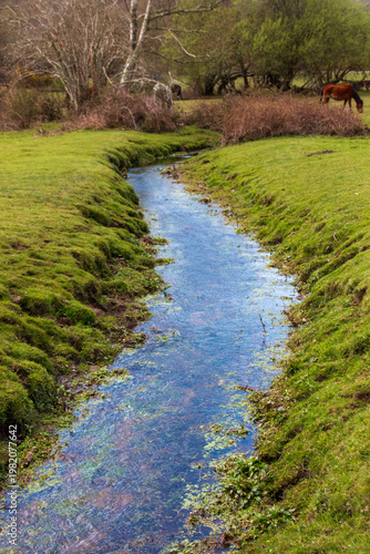 river in the forest