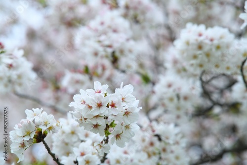 雨上がりの桜の花