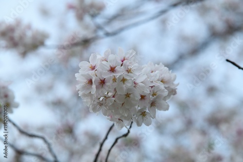 雨上がりの桜の花