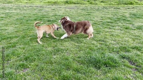 Mixed breed puppy and Australian shepherd play together on a grassy field. Active outdoor scene shows friendship, energy and joyful pet lifestyle concept