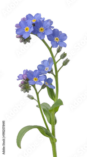 Delicate blue forget-me-not flowers with green leaves and buds, elegantly isolated on a transparent background.