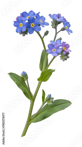 Charming blue forget-me-not flowers on a slender stem with green foliage, isolated on a transparent background.