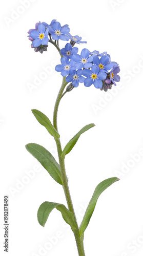 Graceful blue forget-me-not flowers in a vibrant cluster on a stem, isolated on a transparent background.
