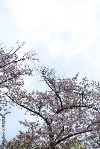 雨上がりの桜の花