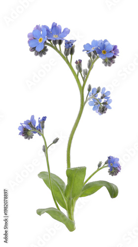 Close-up photograph of a vibrant cluster of delicate blue forget-me-not flowers blooming beautifully on a tall green.
