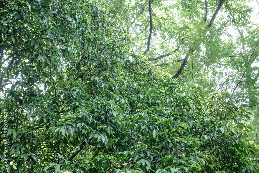 Fototapeta premium Layered crowns create rich depth for climate and habitat messaging. Verdant treescape works in sustainability decks and eco editorials. Elevated greenery scene for biodiversity ads and reserve content