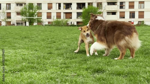 Mixed breed puppy and Australian shepherd play together on a grassy field. Active outdoor scene shows friendship, energy and joyful pet lifestyle concept