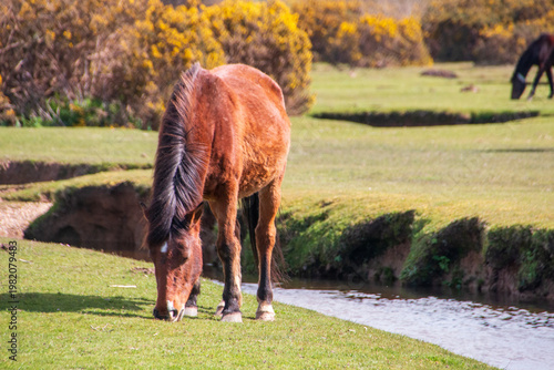 Wild horses in the forest 