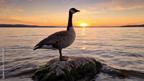 Canada Goose Standing on Mossy Rock at Sunset over Calm Lake Water