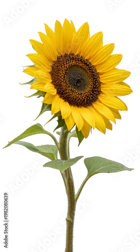 Bright yellow common sunflower in full bloom with a prominent dark brown center, isolated on transparent background.
