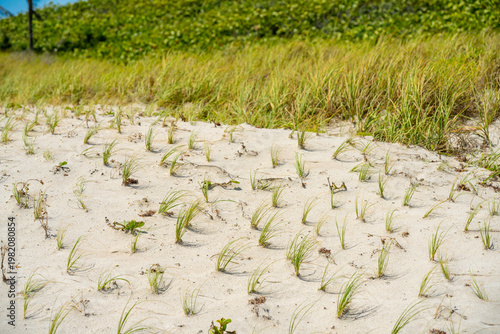 Fotografía Beach dunes seagrass restoration Hollywood Beach Florida