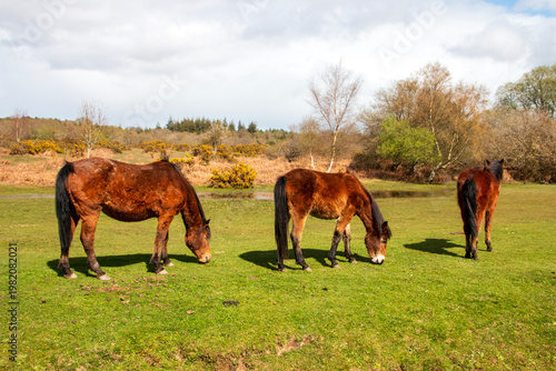 Wild horses in the forest 