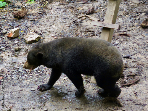 Malayan sun bear walking across forest ground in natural tropical habitat. Rare Asian bear captured in side profile showing distinctive body shape and dark glossy fur.
