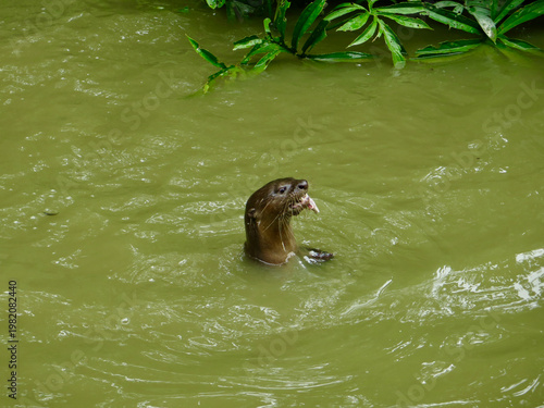 Otter swimming in murky river water while holding food in its mouth. Playful aquatic mammal captured in natural tropical habitat during feeding behavior.