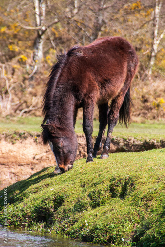 Wild horses in the forest 