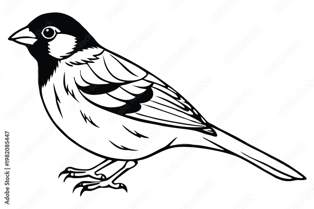Obraz premium finch bird silhouette line art vector illustration with a white background