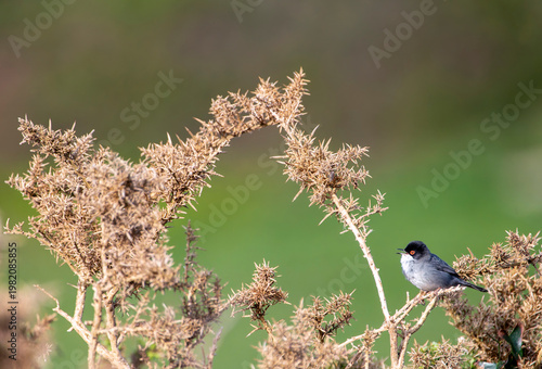 Sardinian Warbler perched on a branch.