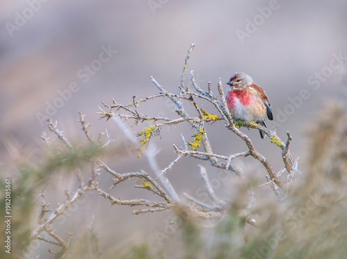 Female common linnet perched a branch.