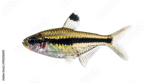 Small, translucent fish with black stripe, dorsal fin, and silver scales swimming right on a bright white background
