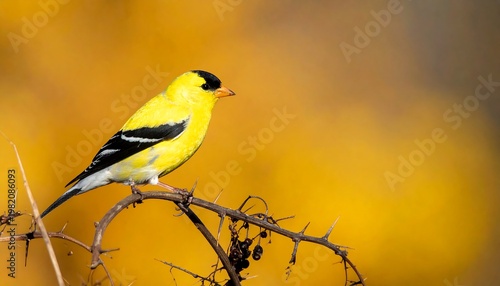 Small bird perched on a thorny branch against a vibrant, golden, out-of-focus background