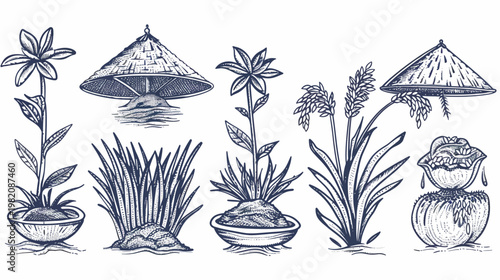 Illustrated botanical study shows plants, rice, Asian hats in hatched line art style