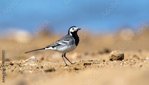 Small bird standing on sandy ground, against blue sky. Tail extended, head forward