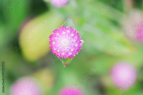 Amaranthaceae, Bachelors button or Globe Amaranthus or Gomphrena globosa L or pink flower