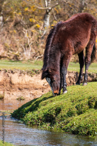 Wild horses of the forest 