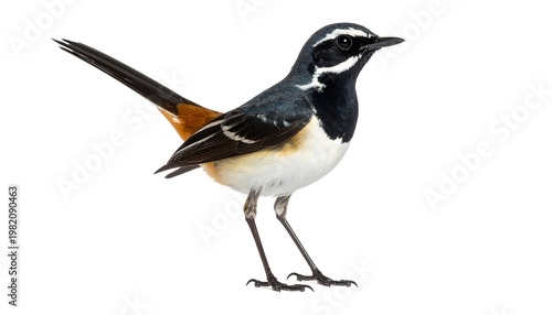 Small bird with distinct black, white, and rusty plumage, perched on a white background in profile