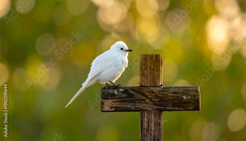 Small white bird perched on weathered wooden cross, blurred green and golden bokeh background