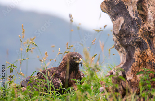 Golden eagle perched in the field among grass.