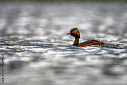 Black necked grebe in the lagoon.