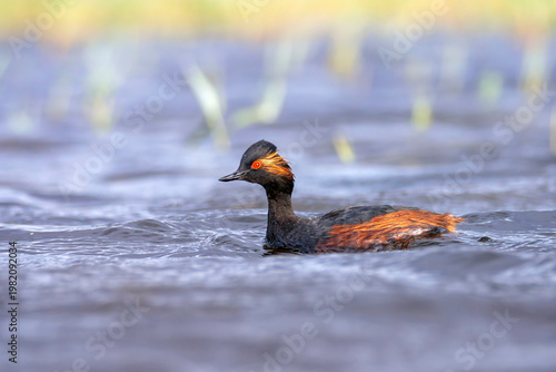 Black necked grebe in the lagoon.