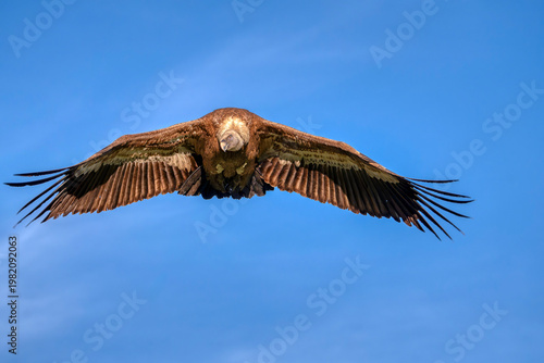 Griffon vulture landing in field. Gyps fulvus.