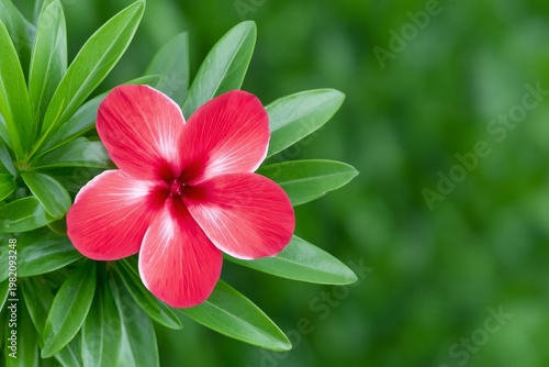 Red flower with light green leaves. Tropical plant with vibrant blossom against blurred nature background. Natural spring flora for botanical design and outdoor gardening concept.