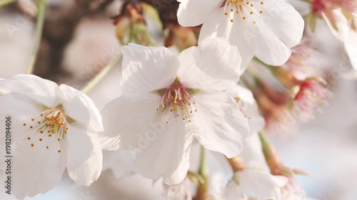 Close-up of Beautiful Pink Cherry Blossoms in Full Bloom Under Spring Sunlight