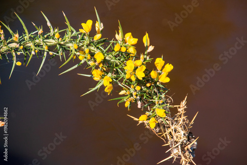 Flowers growing over a river

