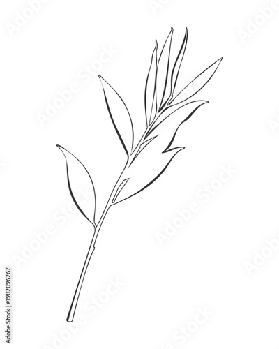 Minimalist branch line art illustration,contour botanical sketch of Salix leaves for elegant wedding stationery, organic skincare branding, and modern eco-friendly interior wall decor.