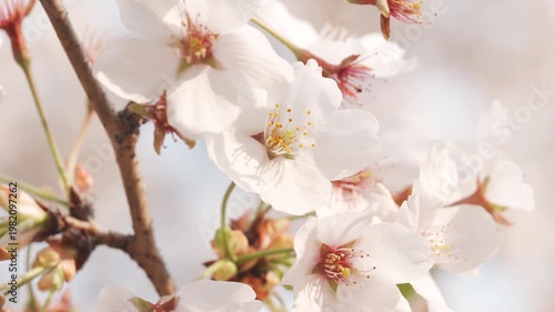 Close-up of Beautiful Pink Cherry Blossoms in Full Bloom Under Spring Sunlight