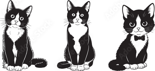 black and white tuxedo cats sitting in a row on white background.