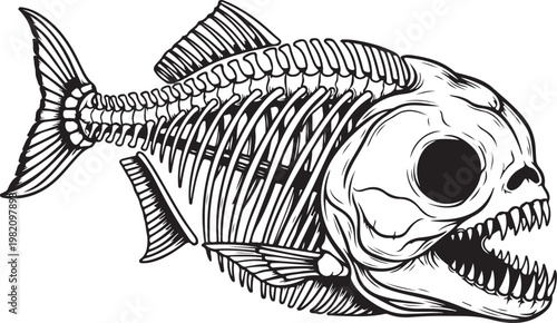 Detailed black and white illustration of a piranha fish skeleton with sharp teeth and bones.