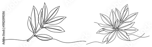 Bay leaf sprigs and laurel branches in continuous line art style