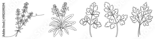 Culinary herb set with thyme sage and parsley in minimalist line art