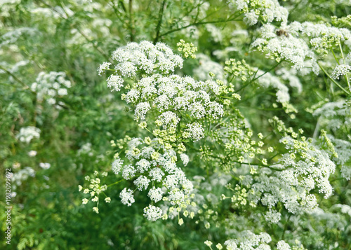 Photos Conium maculatum, the hemlock or poison hemlock growing in the field