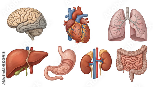human internal organs anatomical vector set on transparent background