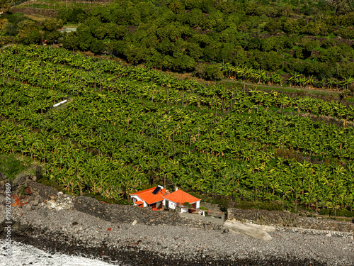 Banana Plantation at Praia da Fajã da Areia Madeira