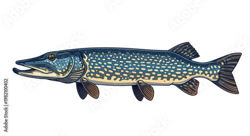 Northern Pike Fish Illustration Isolated on White Background